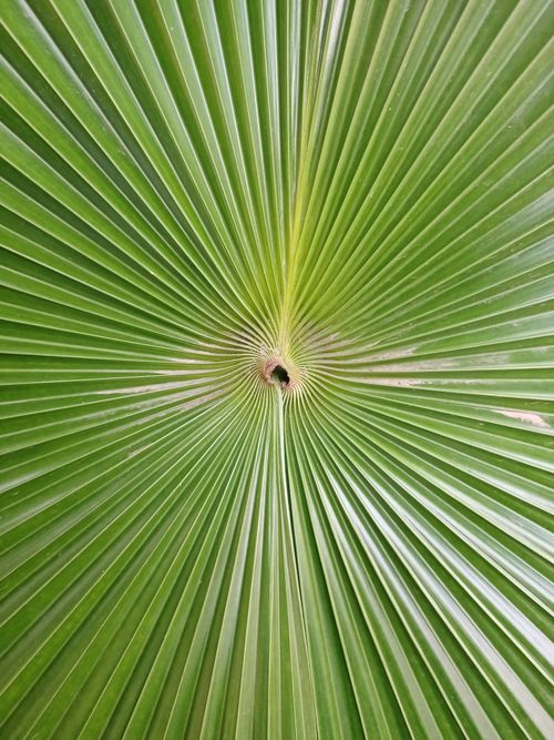 Free Detailed view of a vibrant green palm leaf with radiating lines. Stock Photo