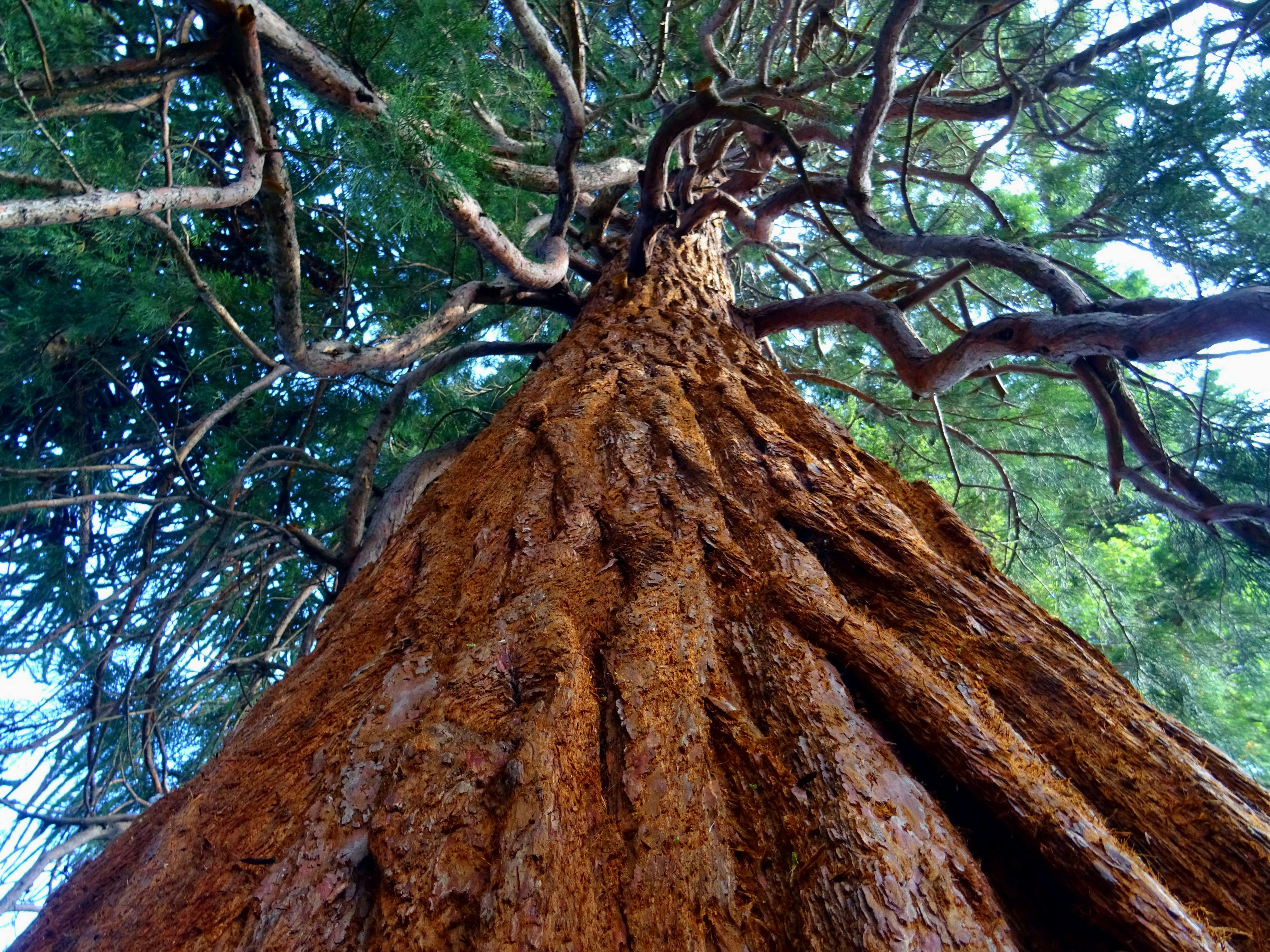 green leafed tree