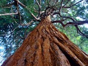 低角度仰视一棵高耸的红杉树，枝桠伸展，树皮纹理丰富