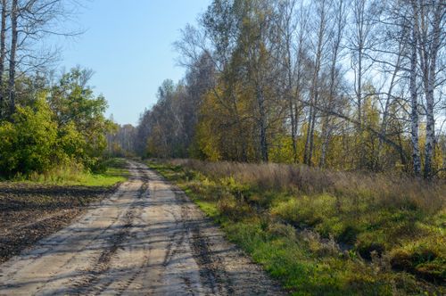 Free Peaceful dirt path through a vibrant autumn forest with clear blue skies. Stock Photo