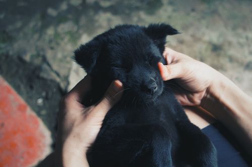 Free Cute black puppy being gently held, showcasing warmth and affection. Stock Photo