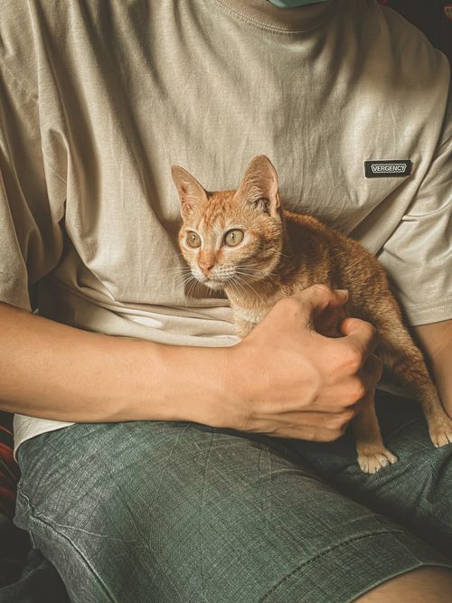 Free A man in casual clothing gently holding a ginger cat on his lap indoors with warm lighting. Stock Photo