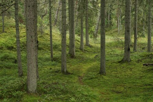 Free Lush green forest with tall trees and a moss-covered floor, evoking tranquility. Stock Photo