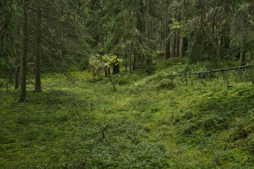 Free Serene forest view showcasing lush moss and tall trees in a tranquil setting. Stock Photo