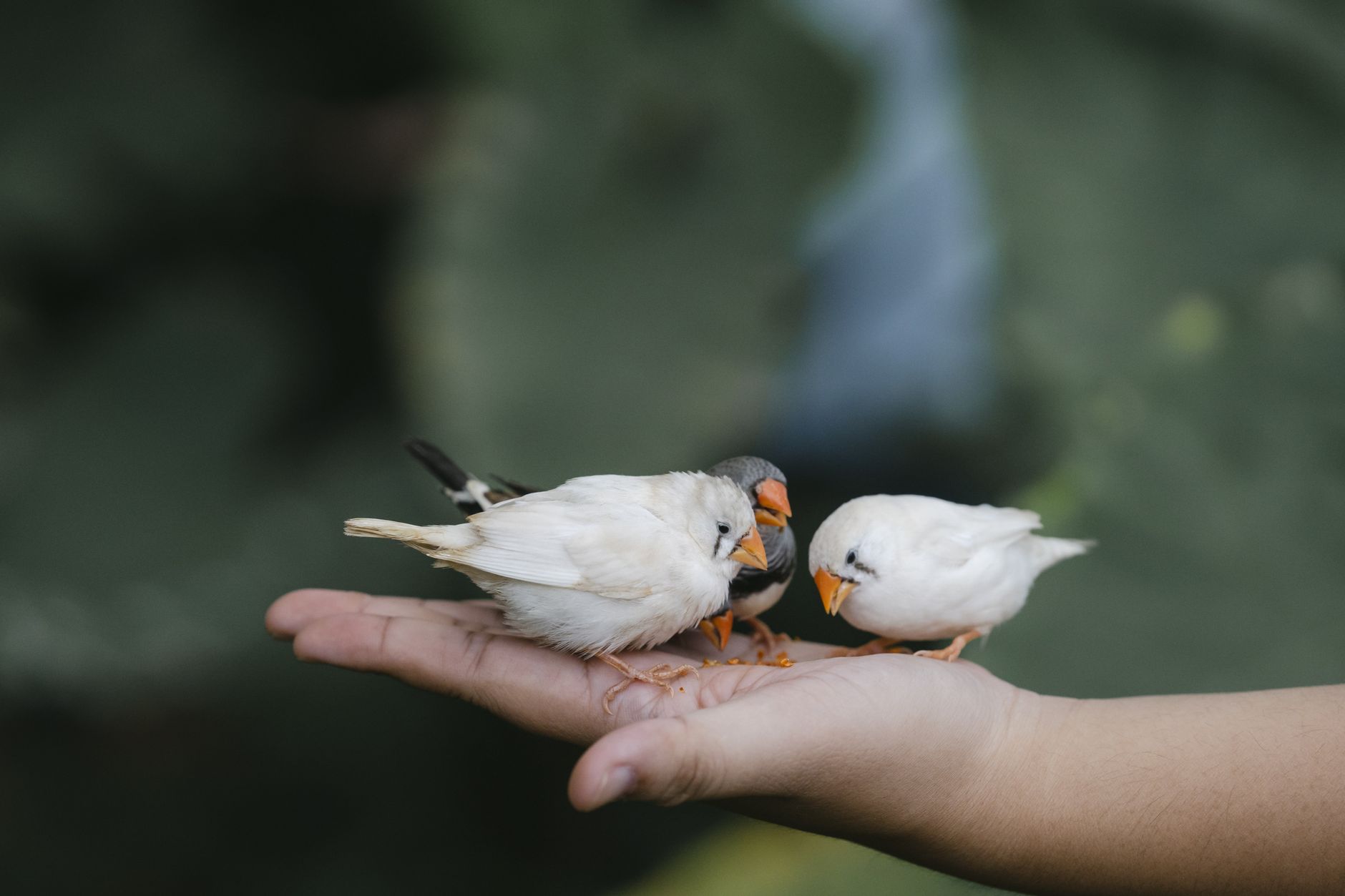 Bird Breeder Website Design Tips: Health Guarantees and Availability