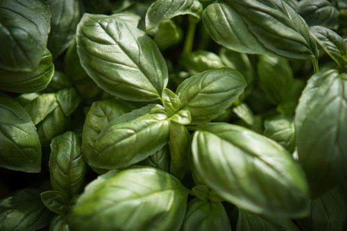 Free Close-up of vibrant green basil leaves highlighted by sunlight showcasing their fresh texture. Stock Photo