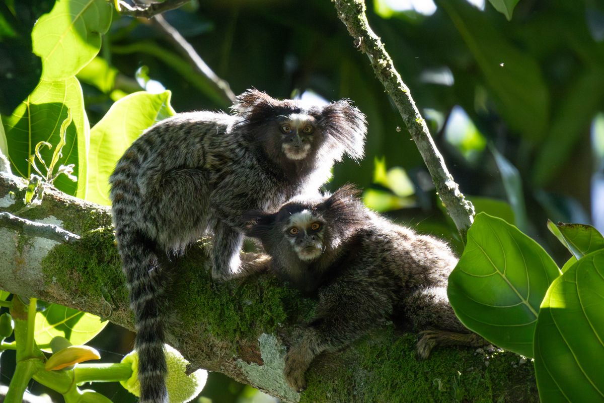 Peut-on avoir un singe en France ? Aucun singe autorisé sans certificat de capacité : ouistiti, capucin, galago, macaque, prix du marché noir, sanctions (3 ans, 150 000 €) et liste positive 2026