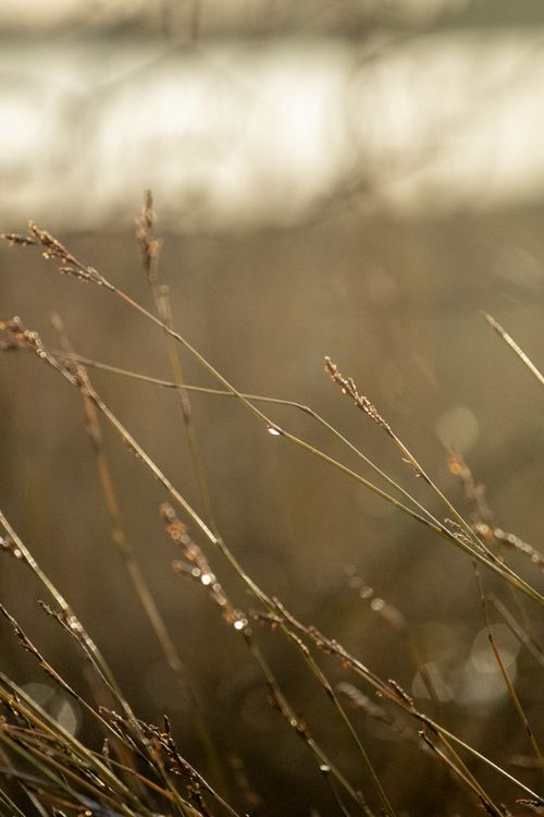 Free Serene image of dew-covered grass blades glistening in the morning light, creating a peaceful natural scene. Stock Photo