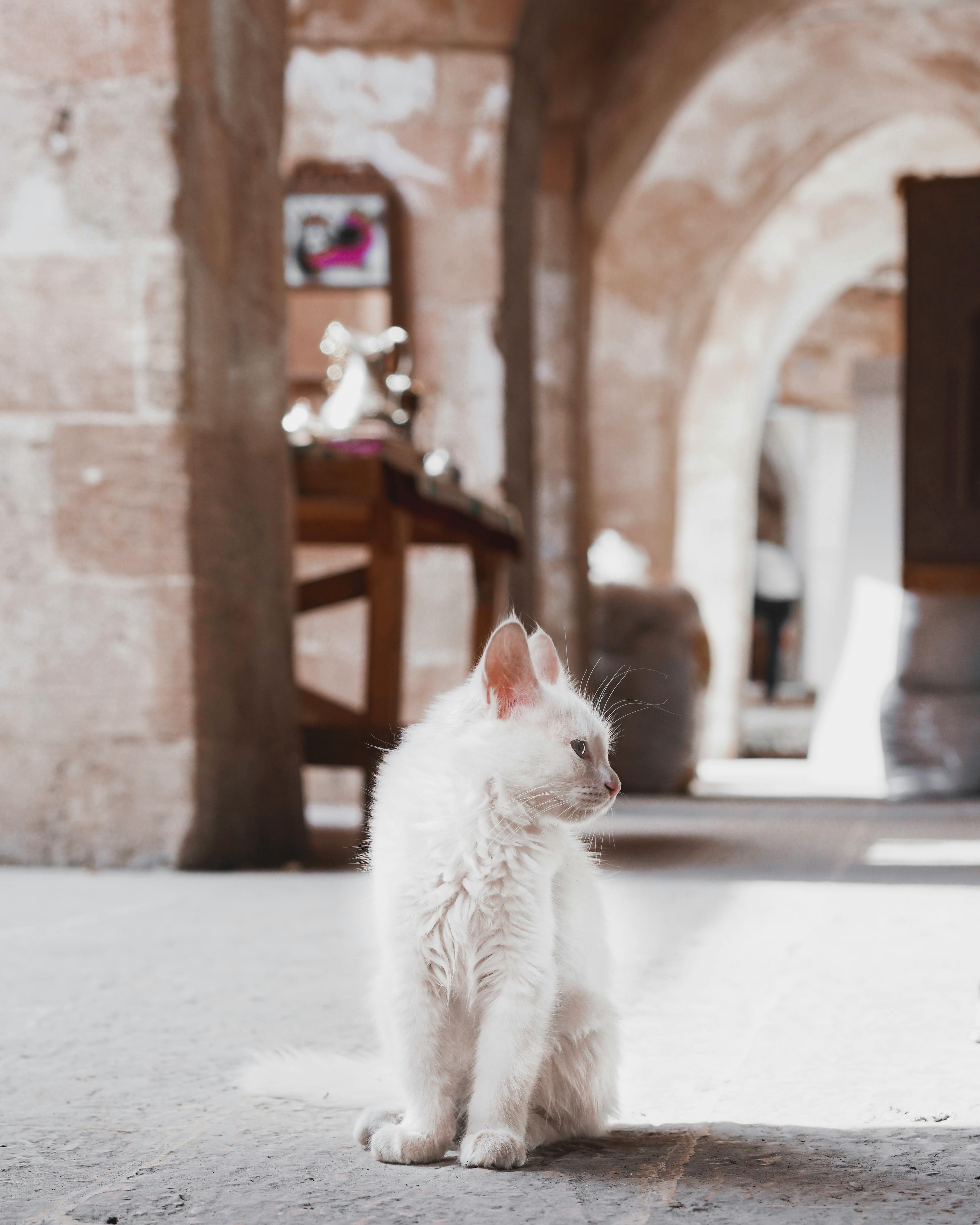 一只可爱的白猫坐在土耳其马尔丁历史悠久的内景中