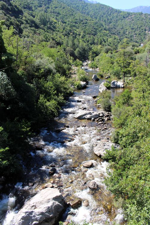 Free Tranquil mountain stream flowing through lush forest in Castirla, Corsica. Stock Photo