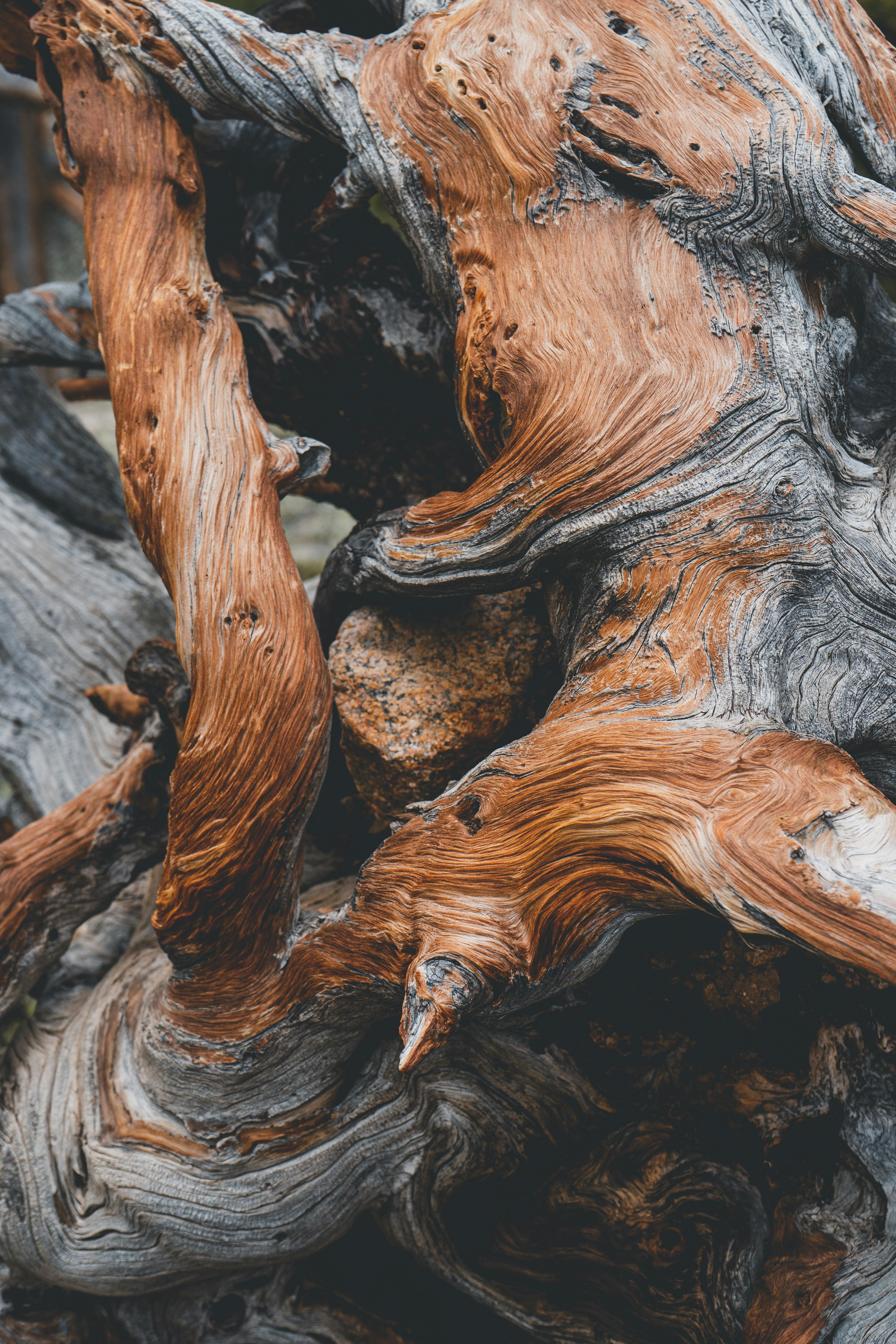 Detailed close-up of driftwood showcasing intricate textures and rich earthy tones.