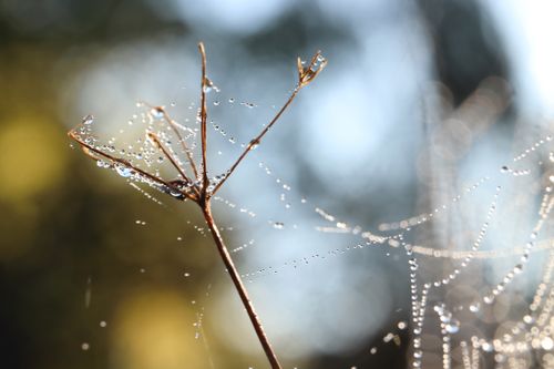 Free Close-up photo capturing dew drops on a spider web during sunrise. Stock Photo