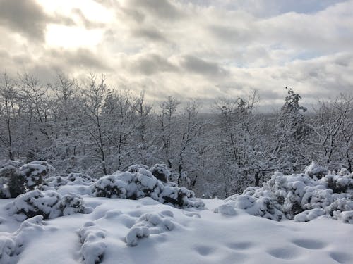 Kostenloses Stock Foto zu bäume, eis, jahreszeit