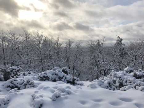 A tranquil snowy scene with frosty trees under an overcast sky in a Canadian forest.