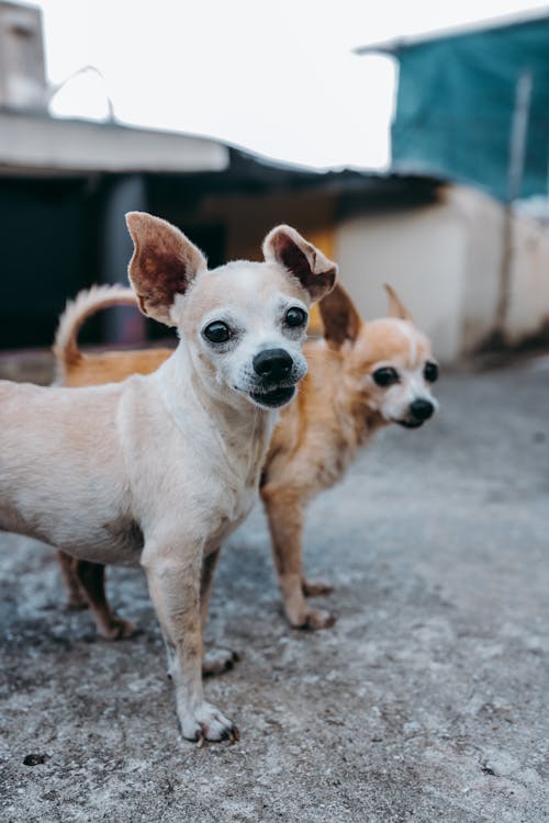 Free Chihuahuas Standing Beside Each Other Stock Photo