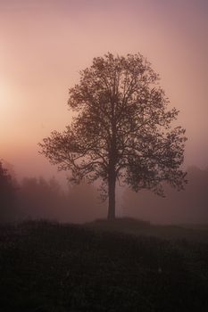 A solitary tree stands tall against a misty sunrise, creating a serene, moody landscape.
