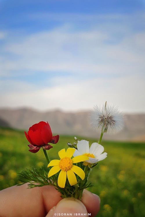 Fotos de stock gratuitas de flor, habitud, hajiawa