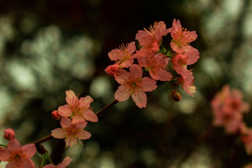 Free Pink Flower In Tilt Shift Lens Stock Photo