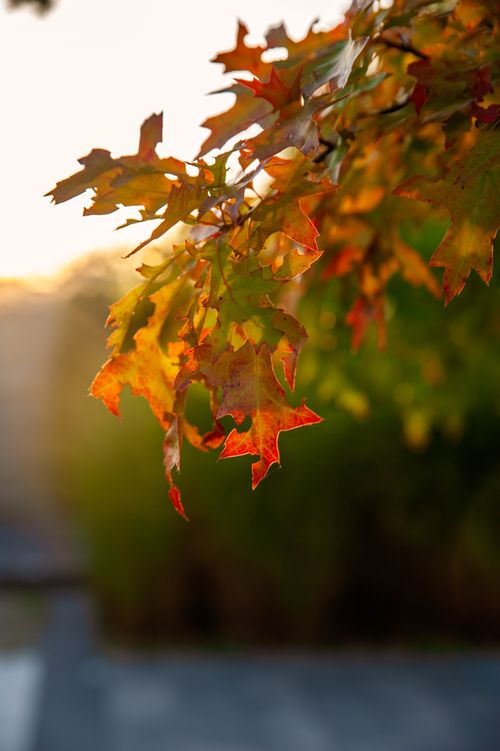 Free Vibrant autumn leaves glowing in the sunset light, Coesfeld, Germany. Stock Photo