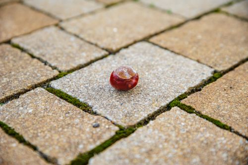 Free Close-up of a chestnut on a mossy paved surface in Coesfeld, NRW for autumn themes. Stock Photo