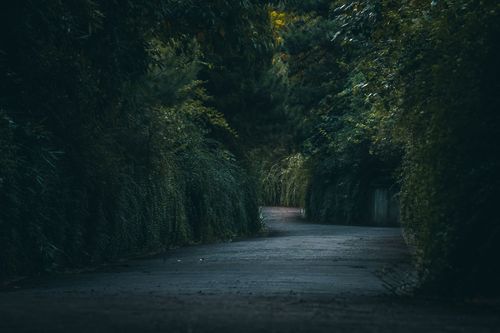 Free A serene, tree-lined path enveloped in lush greenery during twilight. Stock Photo