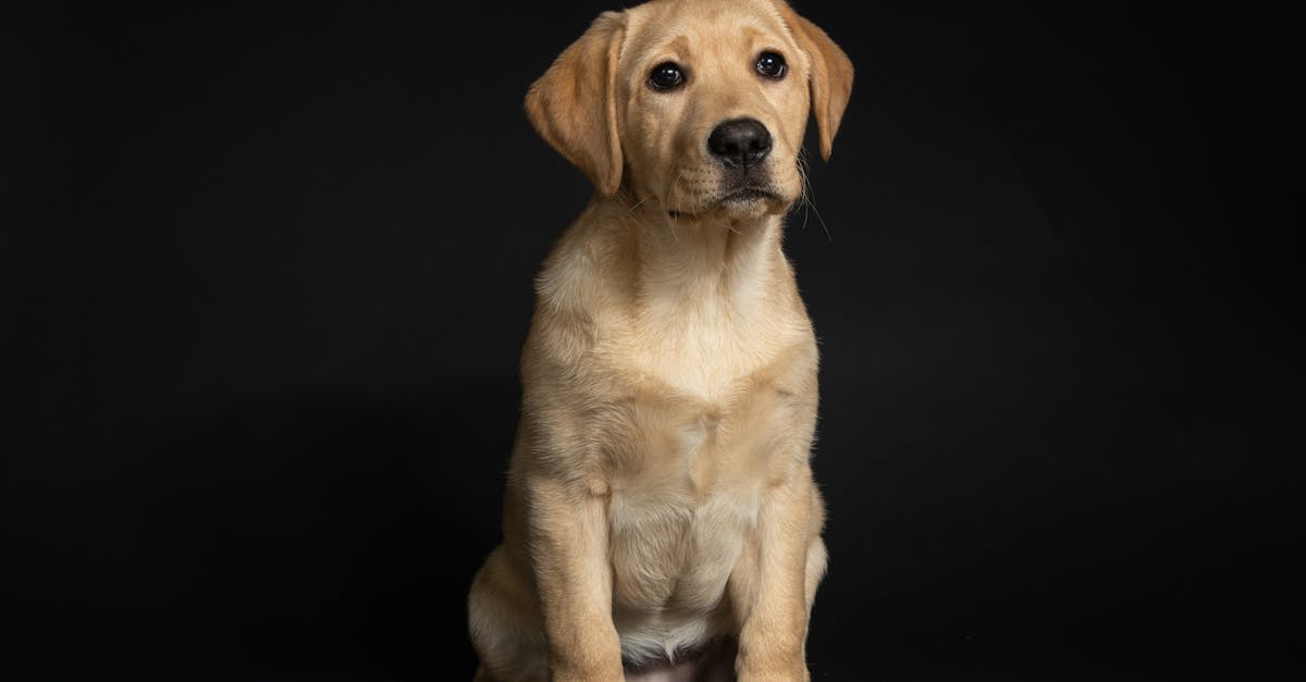 六校聯盟推替代動物實驗科技 教部補助開設77門課培育2600學生