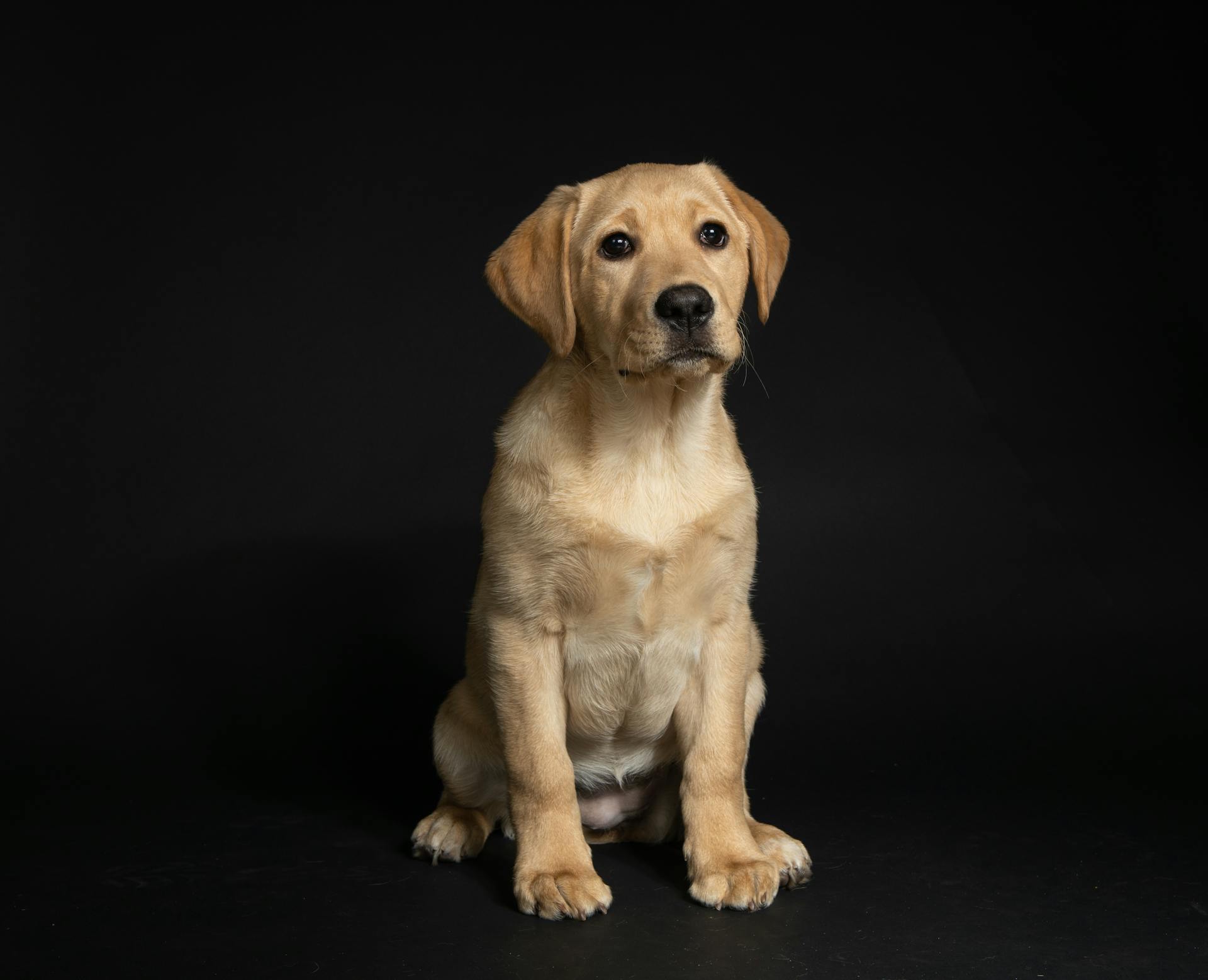 Gul labradorvalp som sitter på svart golv