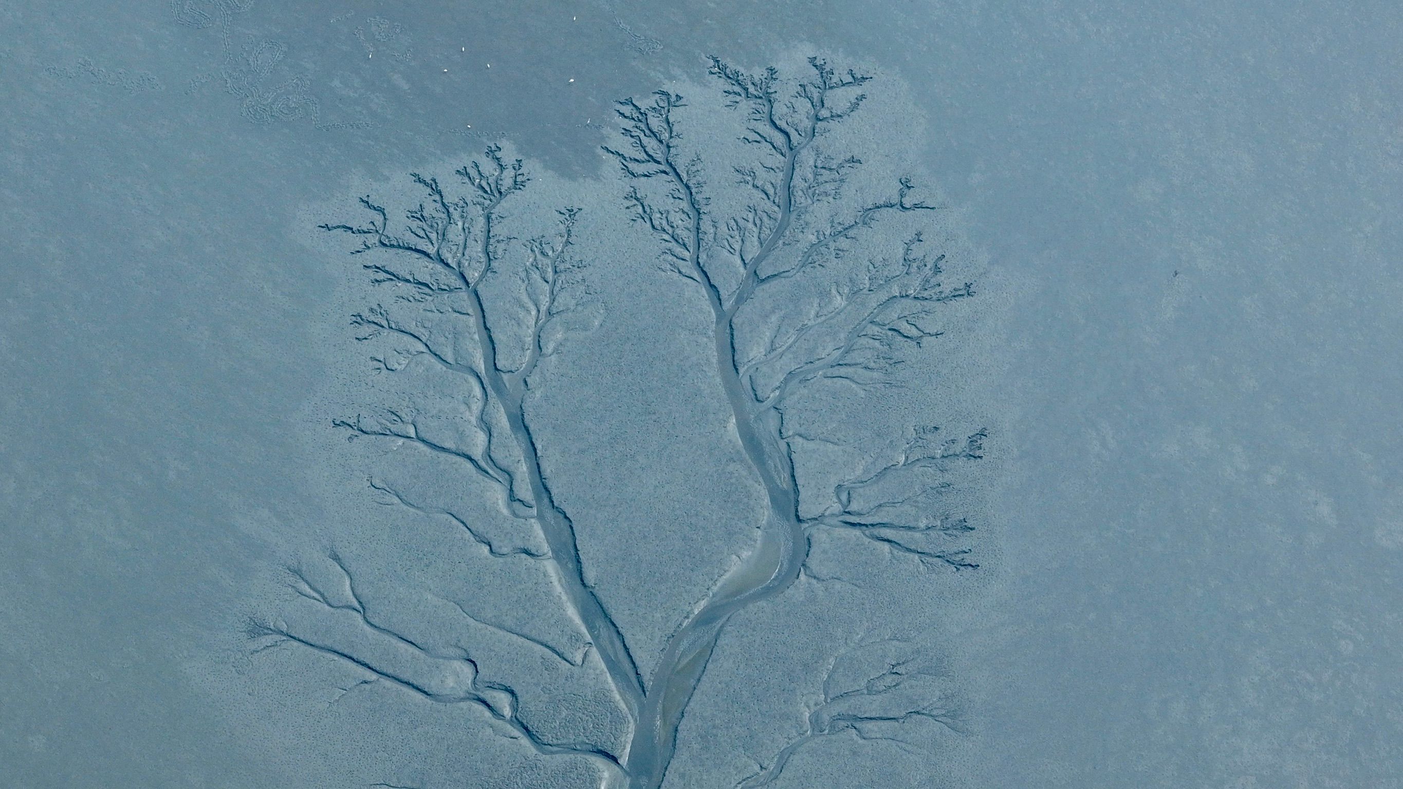 Aerial view of ice patterns resembling tree branches on frozen terrain.