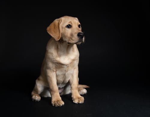 Darmowe zdjęcie z galerii z labrador-retriever, mały, pies