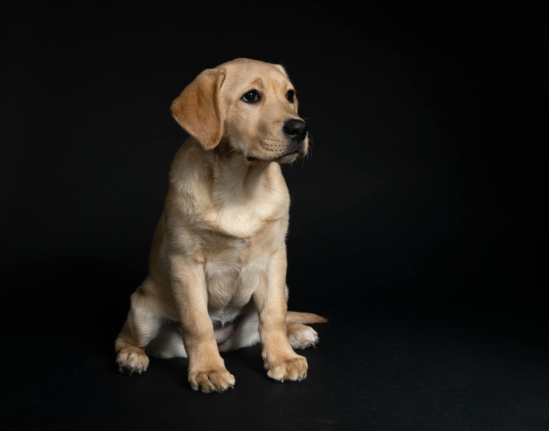 Yellow Labrador Retriever Puppy On Black Floor