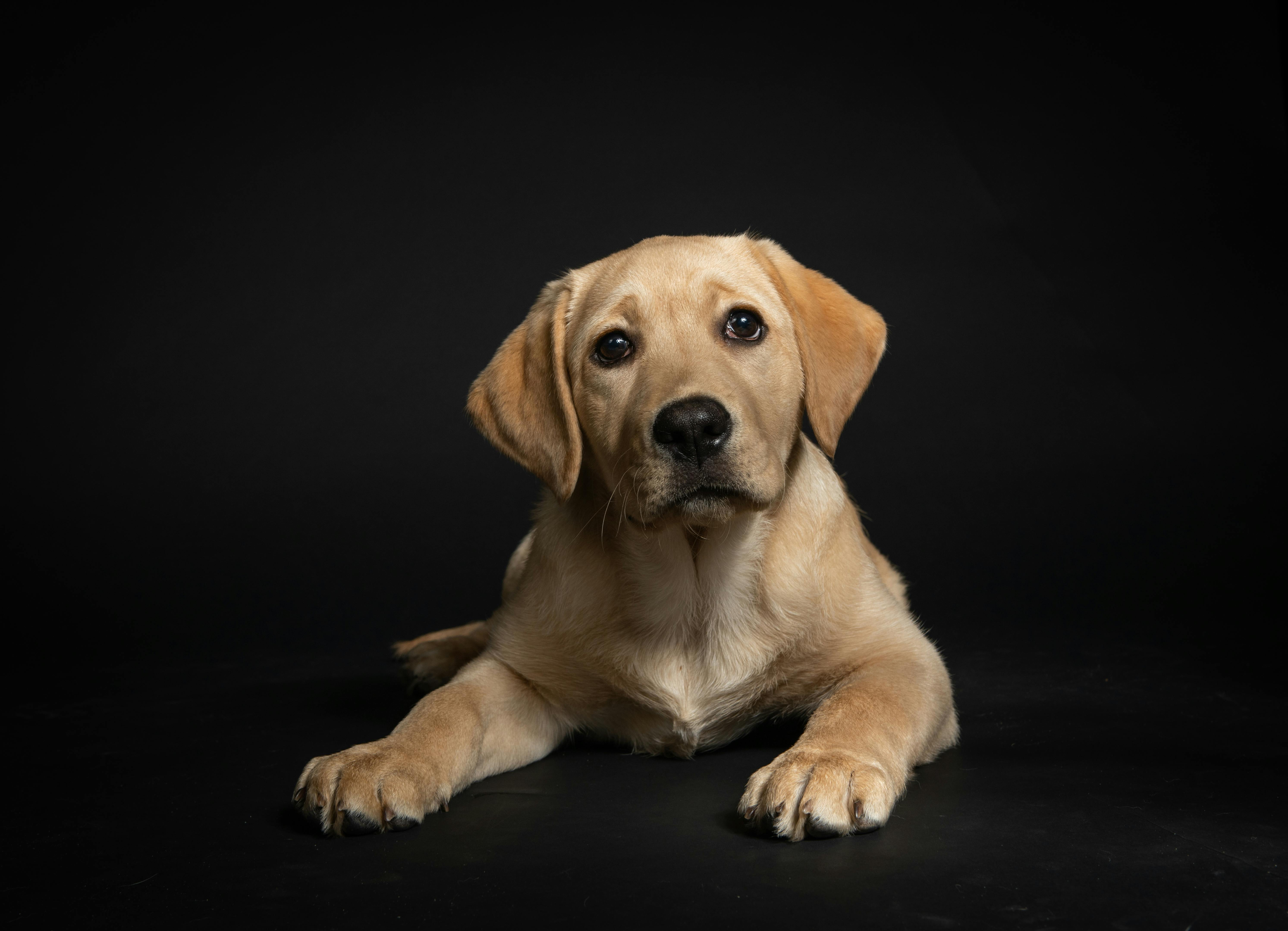Cute yellow Labrador retriever puppy lying down against a dark backdrop.