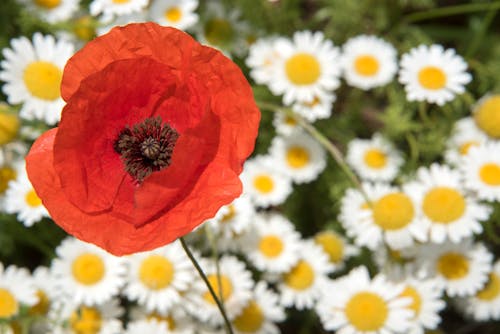 Gratis lagerfoto af bellis, blomster, fjeder