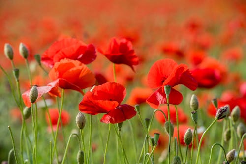 Gratis lagerfoto af blomster, fjeder, natur