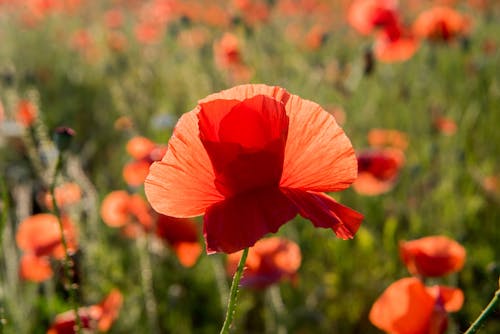 Gratis lagerfoto af blomster, fjeder, natur