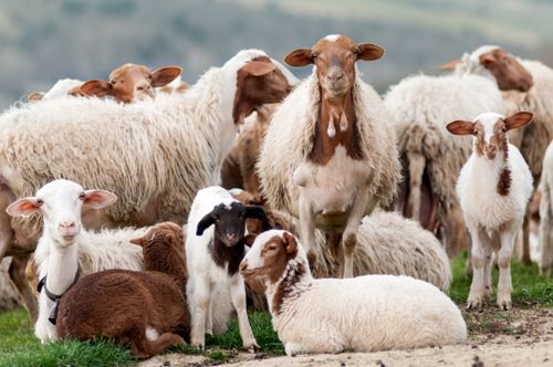 Free A serene view of a sheep herd grazing on lush farmland, showcasing rural life. Stock Photo