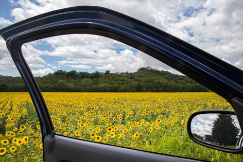 Gratis lagerfoto af bil, blomster, ferier