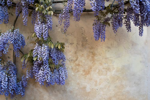 Gratis lagerfoto af blomster, fjeder, lyserød