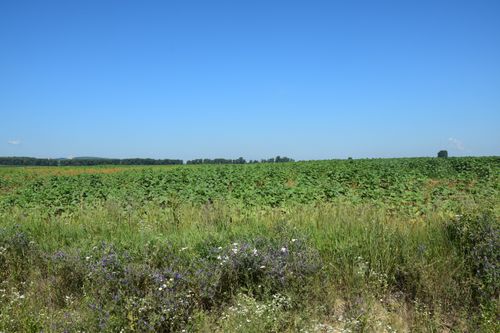 Free Lush sunflower field stretching into distance under a bright blue sky, perfect rural summer scene. Stock Photo