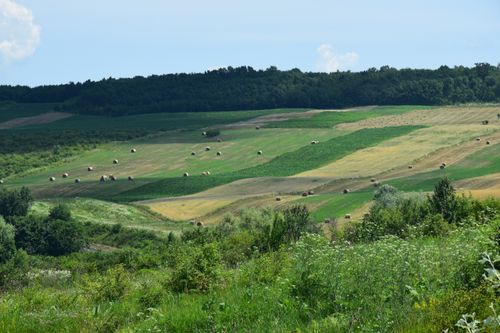 Free Idyllic countryside landscape featuring rolling hills and scattered hay bales under a clear sky. Stock Photo