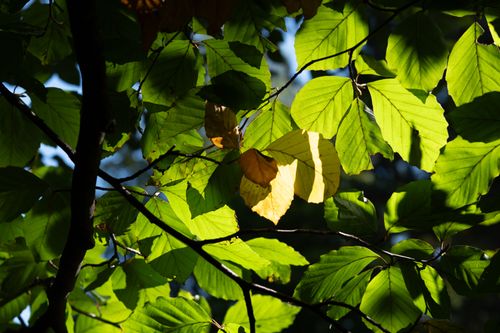 Free Fresh green beech leaves with sunlight filtering through in Innsbruck forest scene. Stock Photo