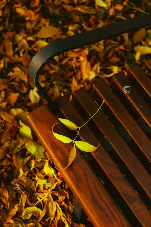 Free Golden autumn leaves scattered on a park bench create a warm and inviting scene in Warsaw. Stock Photo