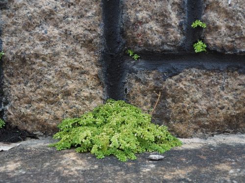 Free Green ferns emerging through a stone wall, symbolizing resilience and nature in urban Hong Kong. Stock Photo