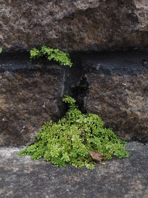 Free Fresh green plants growing through a weathered brick wall in Hong Kong, symbolizing resilience and urban nature. Stock Photo