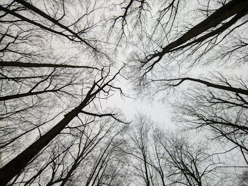 Foto profissional grátis de floresta de árvores