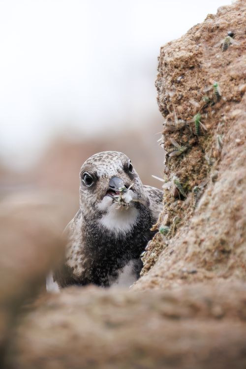 Free Close-up of bird eating insects on rocky surface, showcasing wildlife behavior. Stock Photo