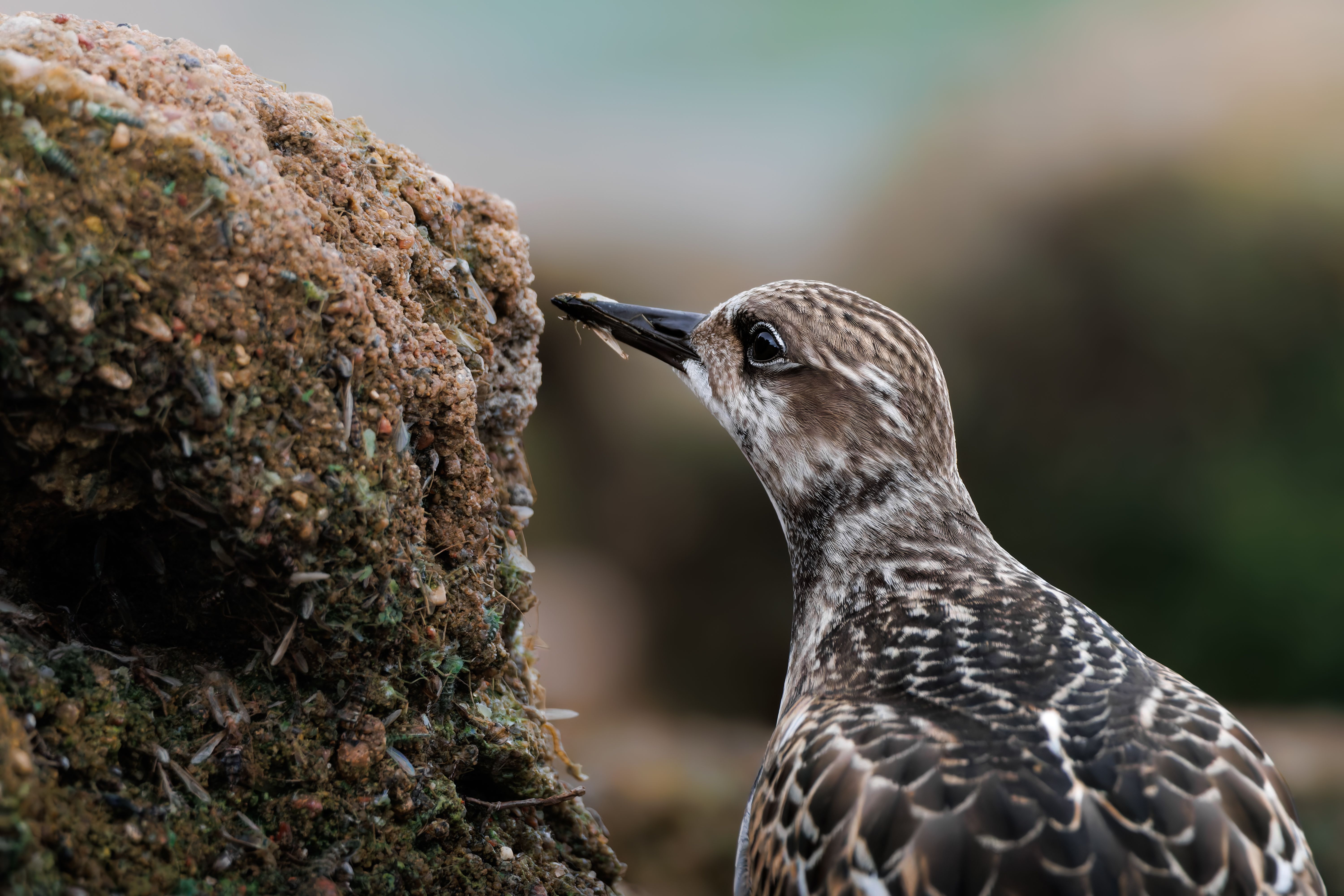 Detailed close-up of a sandpiper bird foraging on rocky coastal terrain.