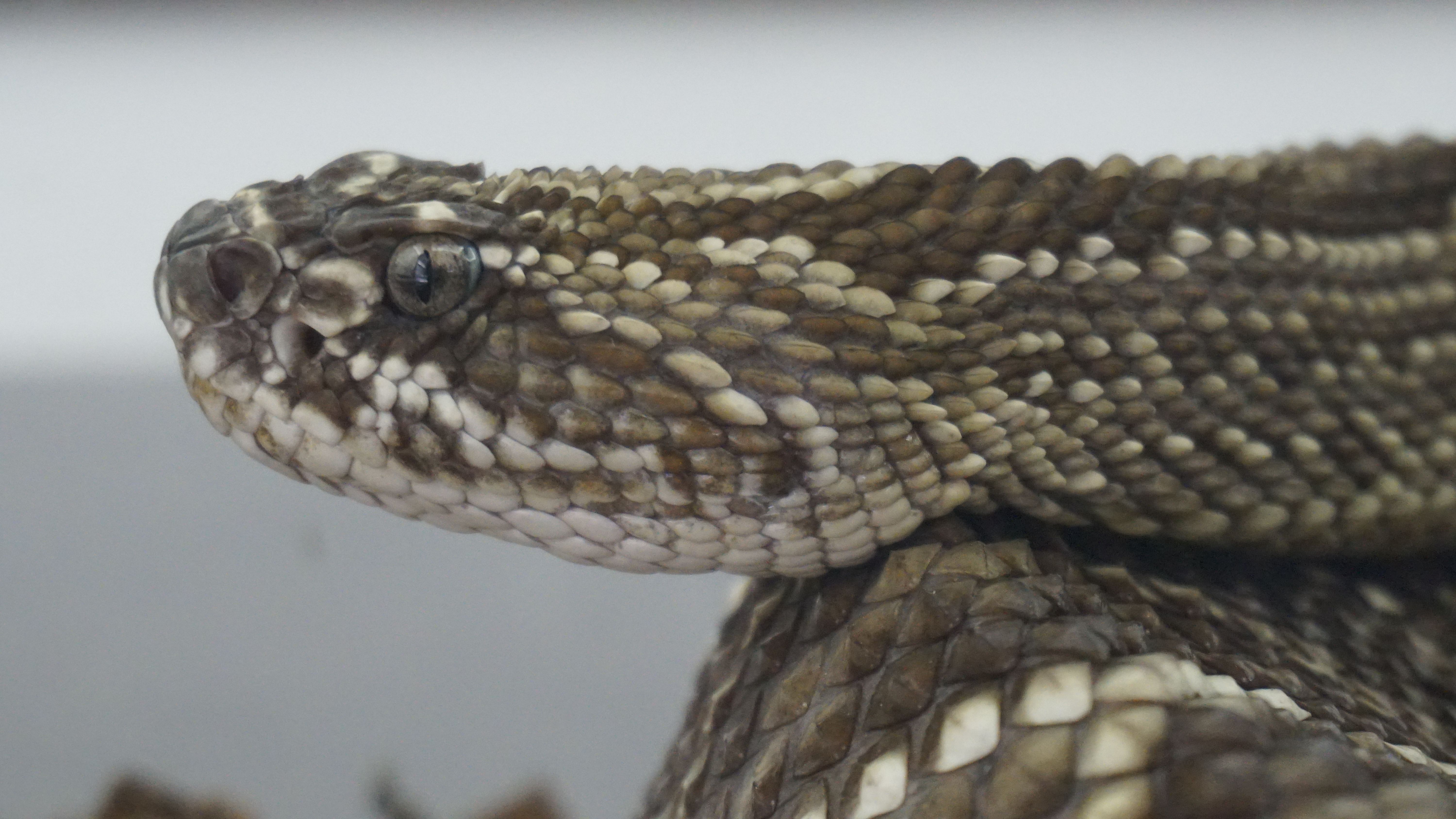 Gratis Immagine gratuita di serpente Foto a disposizione