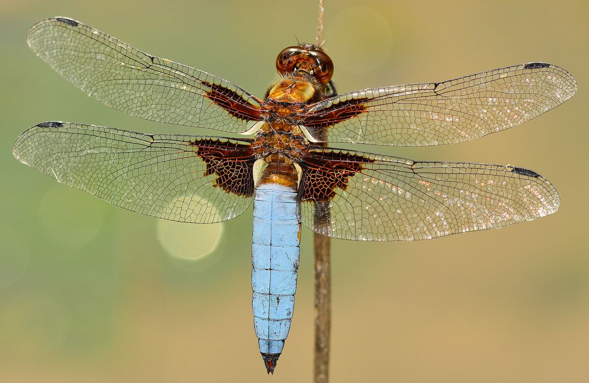 White and Brown Dragonfly on Stick · Free Stock Photo
