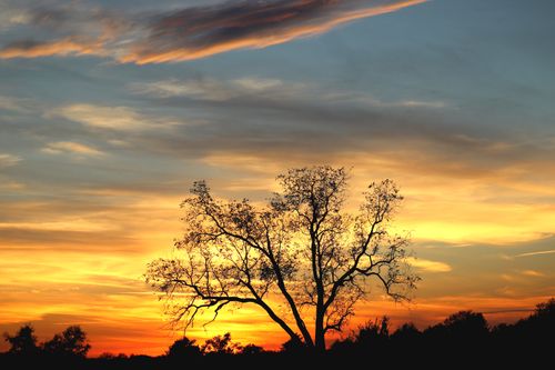 Free A breathtaking sunset sky with a solitary tree silhouette, exuding tranquility. Stock Photo