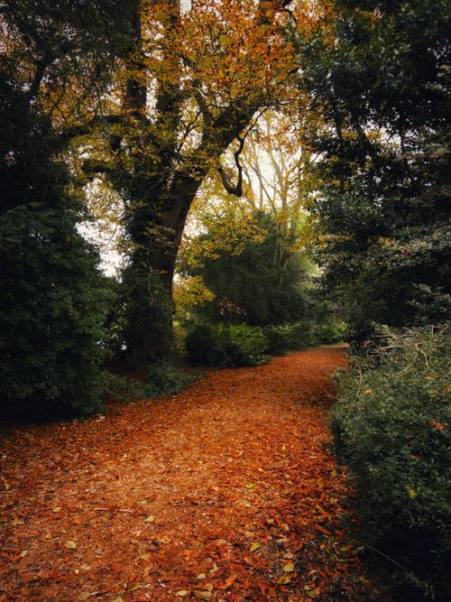 Free A peaceful forest path covered with fallen autumn leaves, surrounded by tall trees. Stock Photo